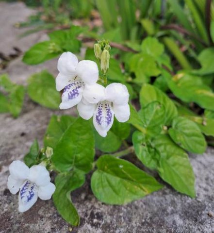 Asystasia gangetica subsp. micrantha or A. intrusa blue corolla markings